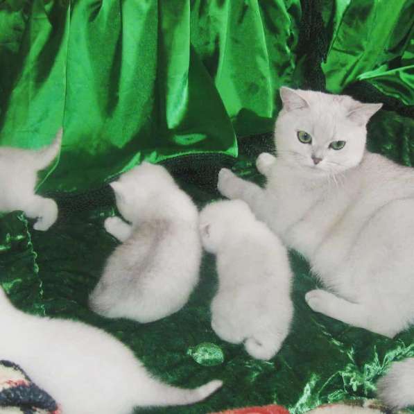 Британские котята окраса серебристая шиншилла в фото 3