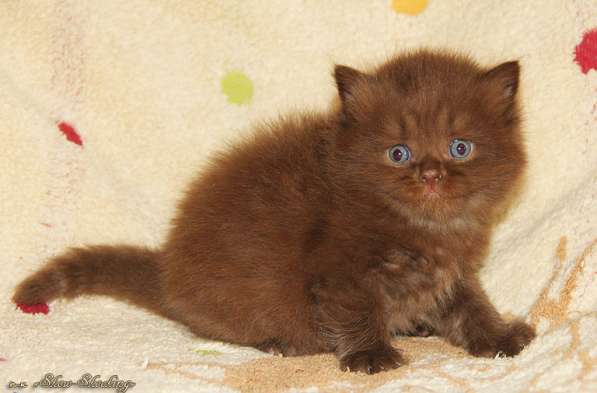 Британские котята, окрас голубой, черный в Самаре фото 10