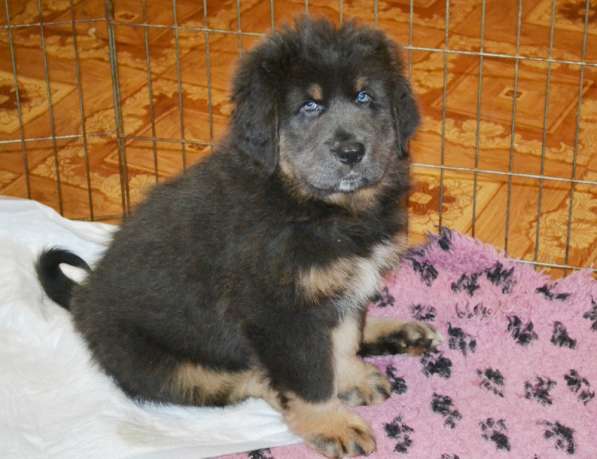 Тибетский мастиф - лучший страж на территории в Москве фото 51