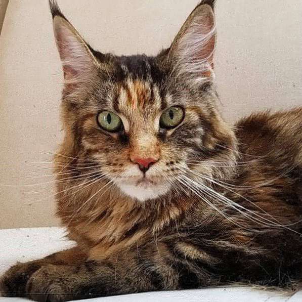 Котята мейн-кун в фото 5