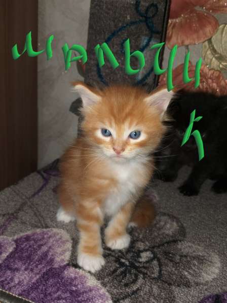 Мей кун в Кирове фото 24
