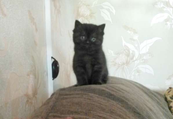 Породистый котенок