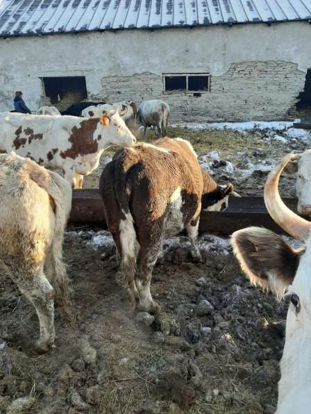 Коровы и бычки на убой в Челябинске фото 5