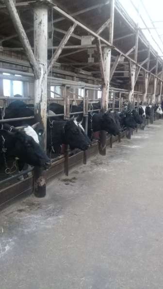 Коровы дойные в Челябинске фото 6