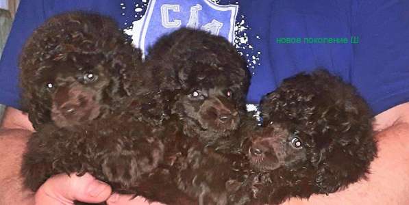 Той пудель черного окраса в Санкт-Петербурге фото 9