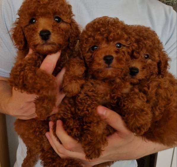 Пудель. Red brown в фото 5