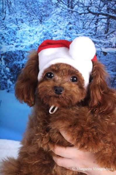 Тедди Пудель микро