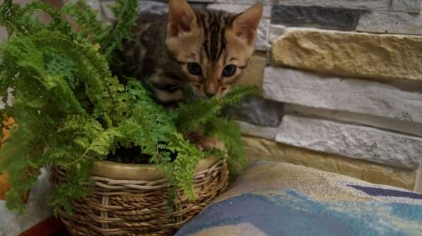 Elite Bengal Kittens в Курчатове фото 3