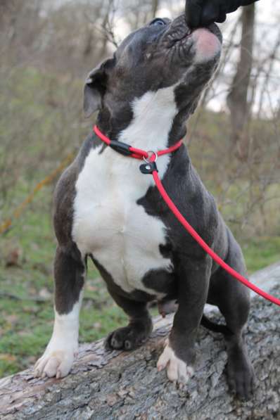 Породные щенки Американ Булли в фото 17