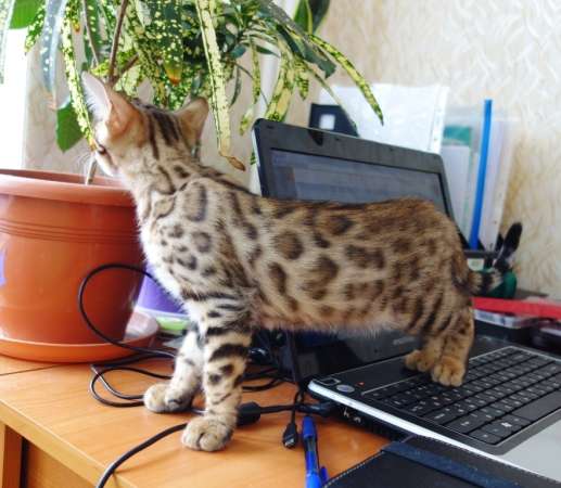 Бенгальские котята питомник Бенамур в Новосибирске