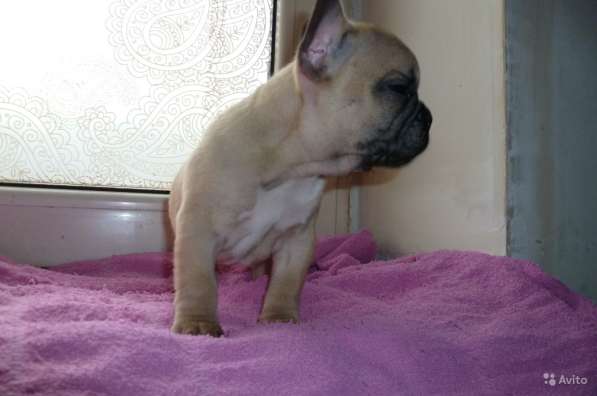 Щенки в Краснодаре фото 9