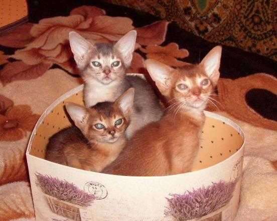 Абиссинские котята разных окрасов