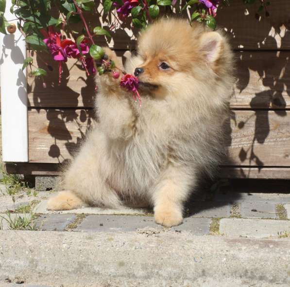 Шпиц в Санкт-Петербурге фото 9