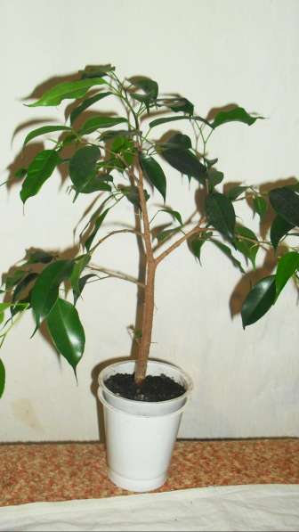 Продам комнатные цветы в Красноярске фото 6