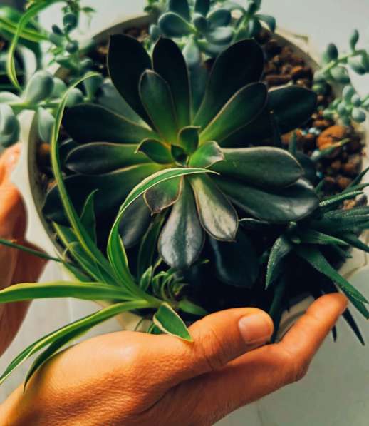 Уход за растениями