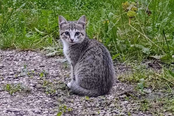 Котята с дач срочно ищут дом в 