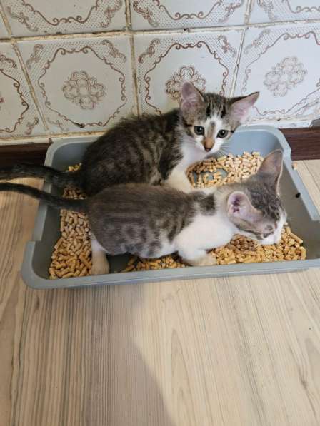 Котята в добрые руки в Москве фото 3