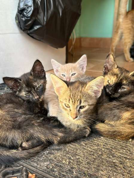 Отдам котят в добрые руки!
