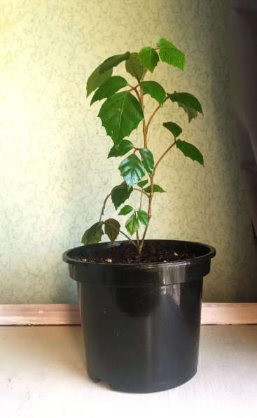 Березка молодая в Москве фото 4