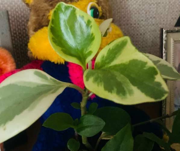 Домашние цветы в Тейково фото 5