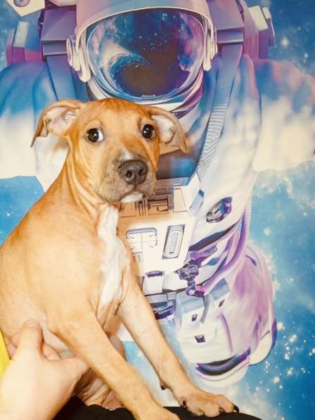 Щенки американского питбультерьера в Санкт-Петербурге фото 6