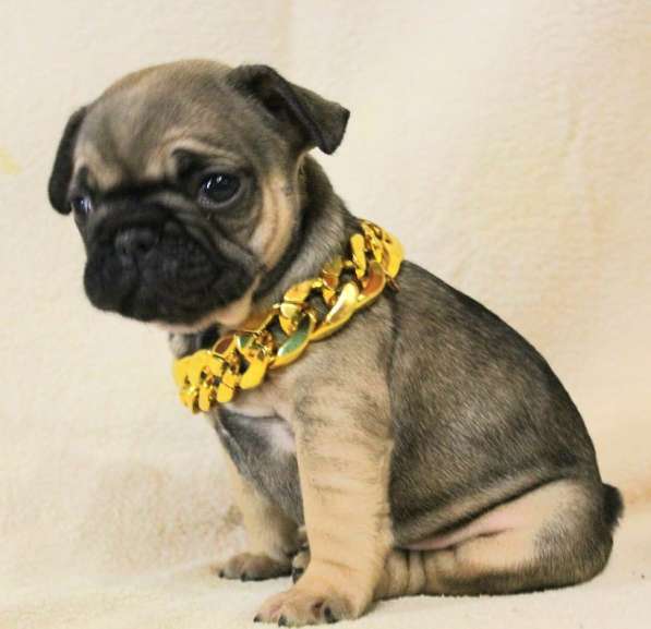 Щенки из питомника РКФ в Москве фото 10