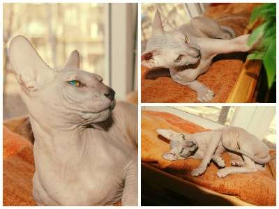 Профессиональный питомник SOUMBIKE предл в Санкт-Петербурге фото 9