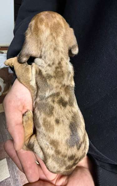 Щенки таксы в Липецке фото 3