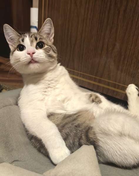 Молодая кошечка Нюша ищет семью в Москве фото 3