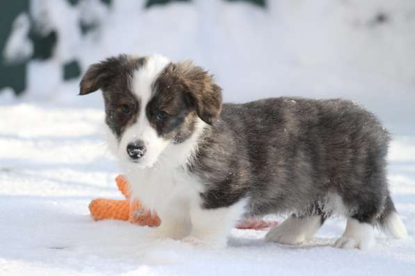 Вельш корги кардиган в Москве фото 8