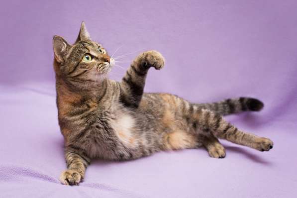 Кошка в добрые руки. Красавица Линда в Москве фото 5