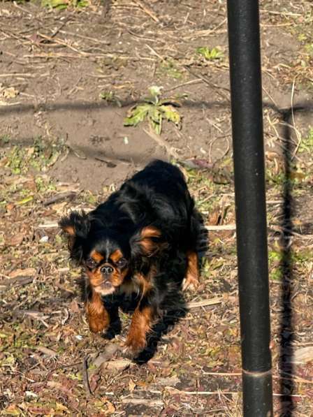 Кинг чарльз спаниель в Новокузнецке