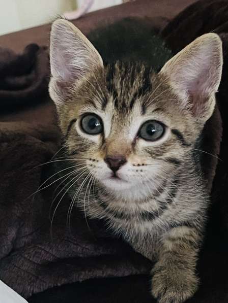 Котята в добрые руки! в Нижневартовске