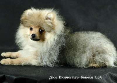 Продается щенок немецкого малого шпица в Калининграде фото 5