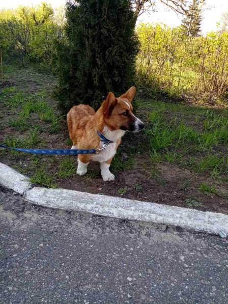 Подрощенные щенки вельш корги кардиган