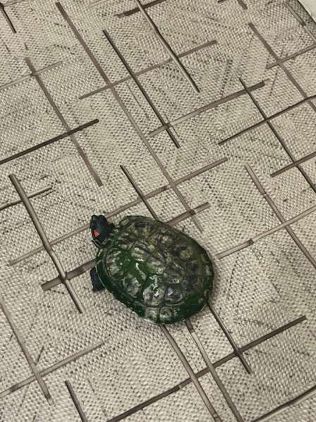 Отдам черепаху с аквариумом