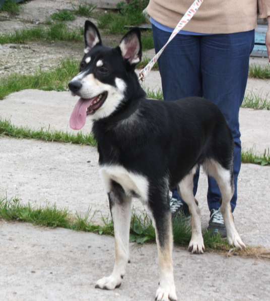 Кекс в поисках своей семьи в Москве фото 4