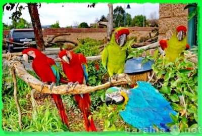 Приму в дар Попугая Какаду , ара, амазона или др. п.