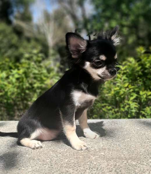 Миниатюрный щенок чихуахуа в Ялте фото 4