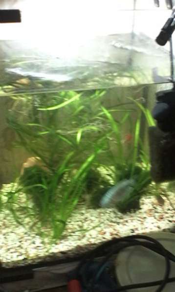 Аквариум с 6тью рыбками