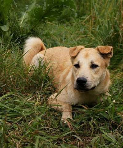 Отдам даром Добрый день, дорогой хозяин