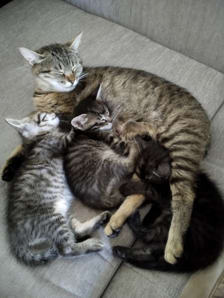 Котики в добрые руки в 