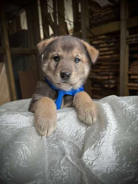Щeнки-мeдвeжатa в добрые руки! в Москве фото 9