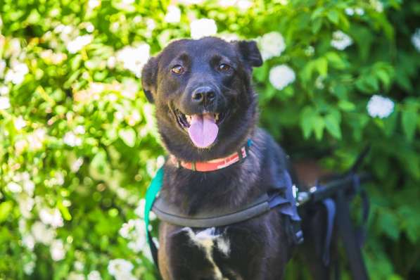 Маленькая собачка-спинальник Кения в самые добрые руки в Москве фото 11