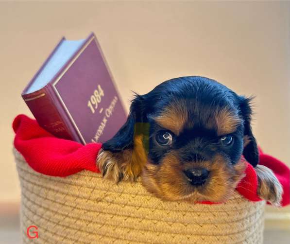 Щенки кавалер Кинг Чарльз спаниель в Москве фото 16