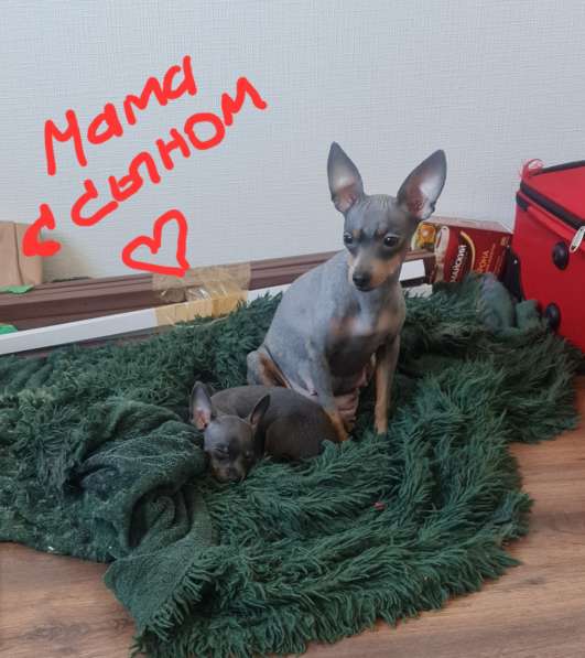 Дети той терьера в Санкт-Петербурге фото 7