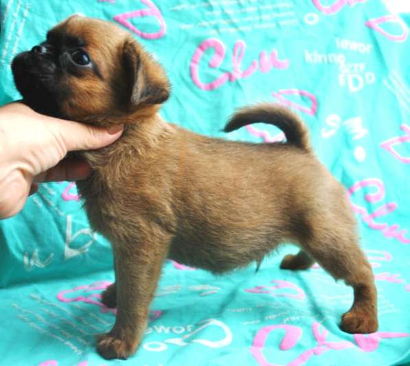 Малый брабансон мальчик