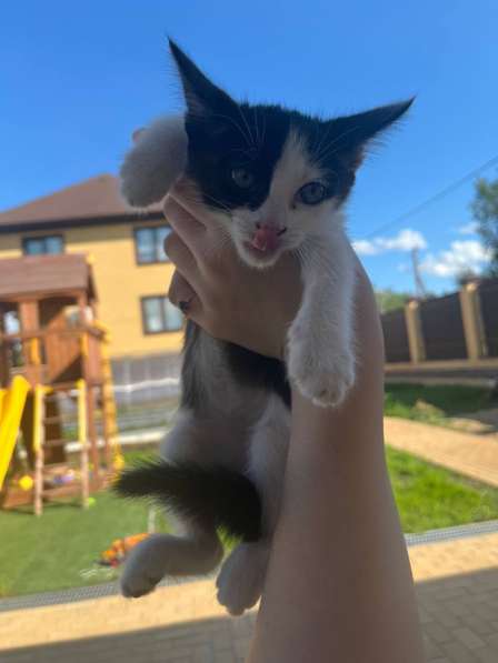 Продам котенка в Малоярославце