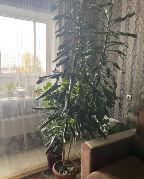 Комнатный цветок в Новосибирске