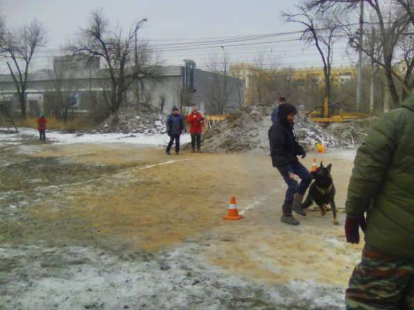 Дрессировка собак в Волгограде фото 6